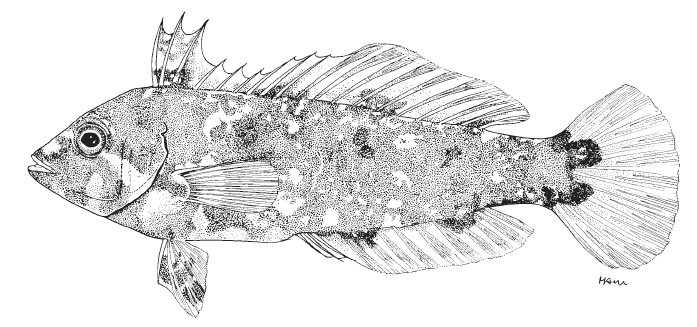Doratonotus megalepis, Dwarf Wrasse. Source: FAO 2002.