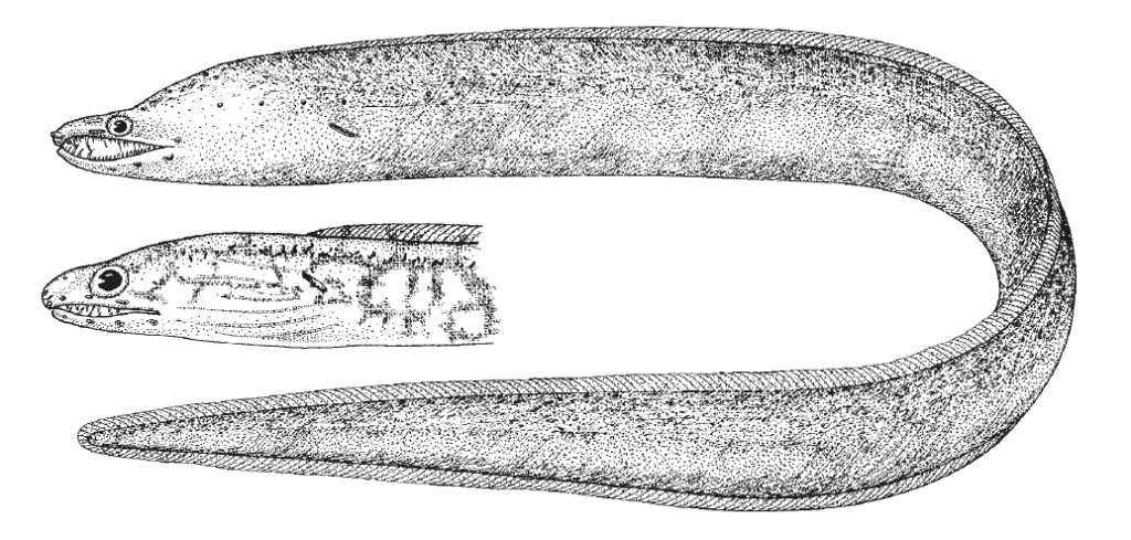 Enchelycore nigricans, Viper Moray. Source: FAO 2002.