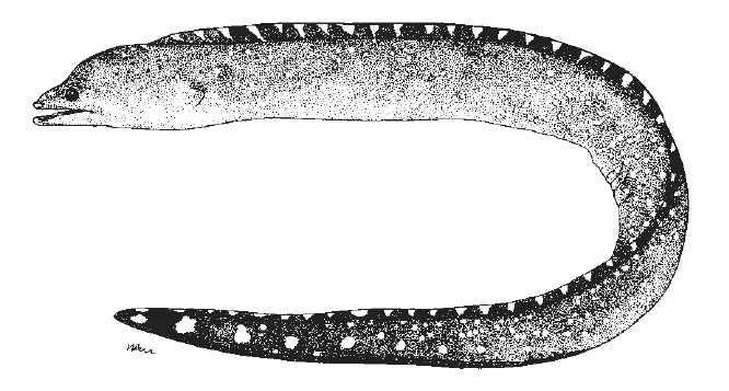 Gymnothorax conspersus, Saddled Moray. Source: FAO 2002.