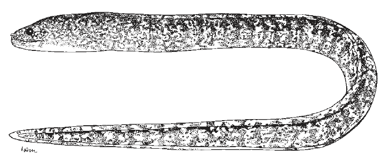 Gymnothorax hubbsi, Lichen Moray. Source: FAO 2002.