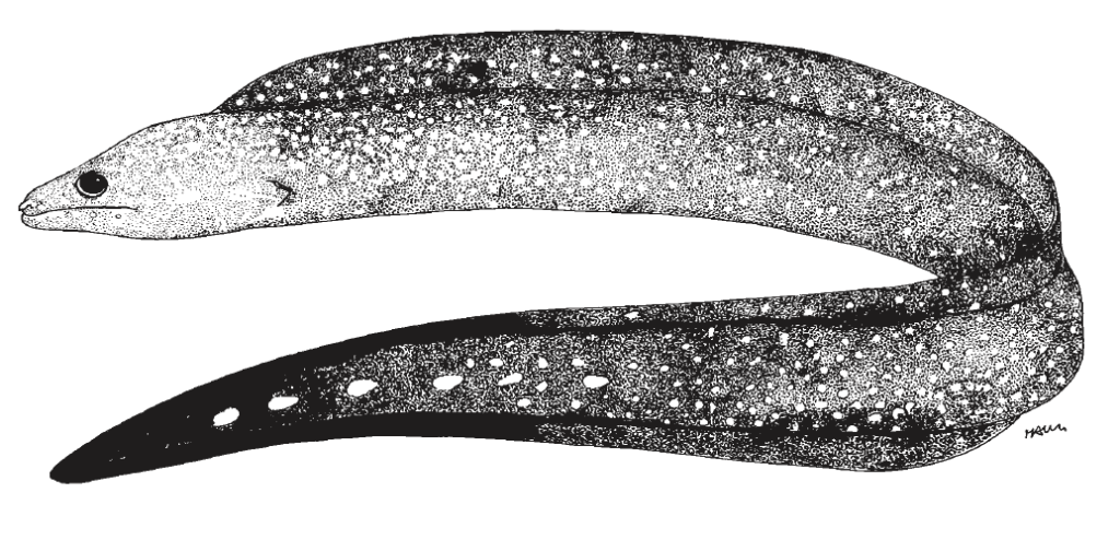 Gymnothorax kolpos, Blacktail Moray. Source: FAO 2002.