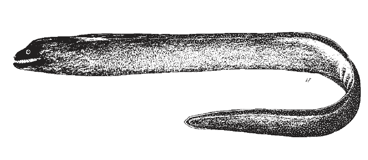Gymnothorax maderensis, Sharktooth Moray. Source: FAO 2002.