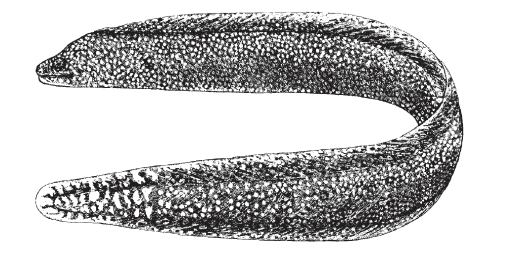 Gymnothorax miliaris, Goldentail Moray. Source: FAO 2002.