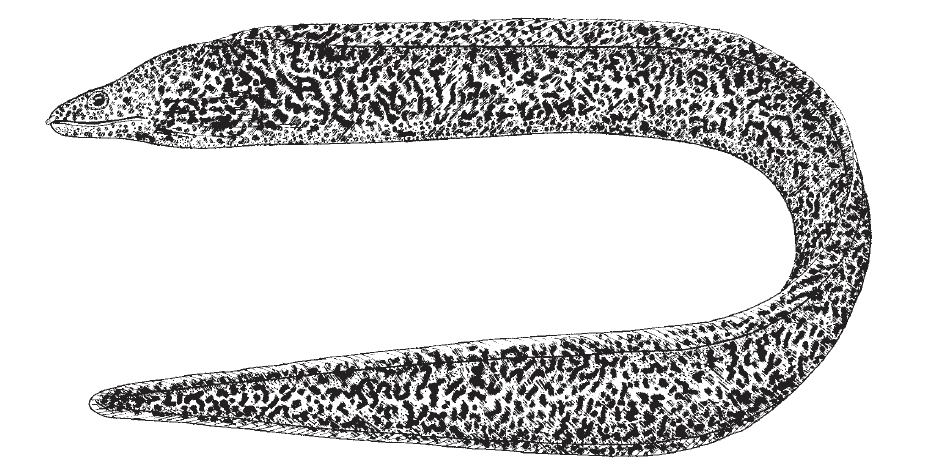 Gymnothorax moringa, Spotted Moray. Source: FAO 2002.