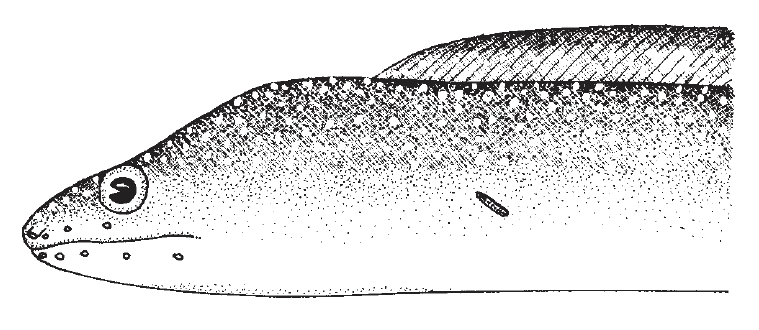 Gymnothorax nigromarginatus, Blackedge Moray. Source: FAO 2002.