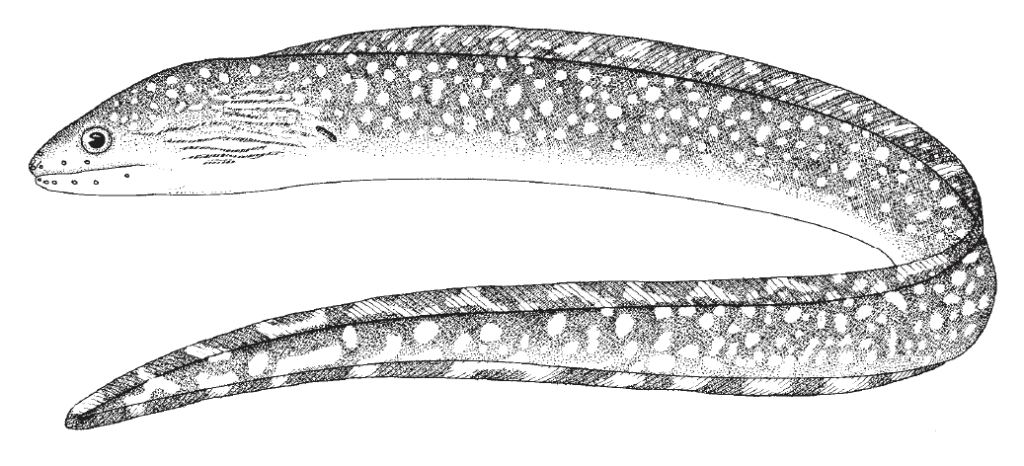Gymnothorax ocellatus, Ocellated Moray. Source: FAO 2002.