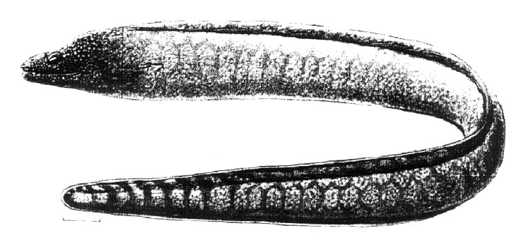 Gymnothorax polygonius, Polygon Moray. Source: FAO 2002.