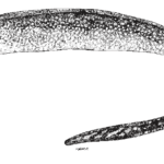 Gymnothorax saxicola, Honeycomb Moray. Source: FAO 2002.