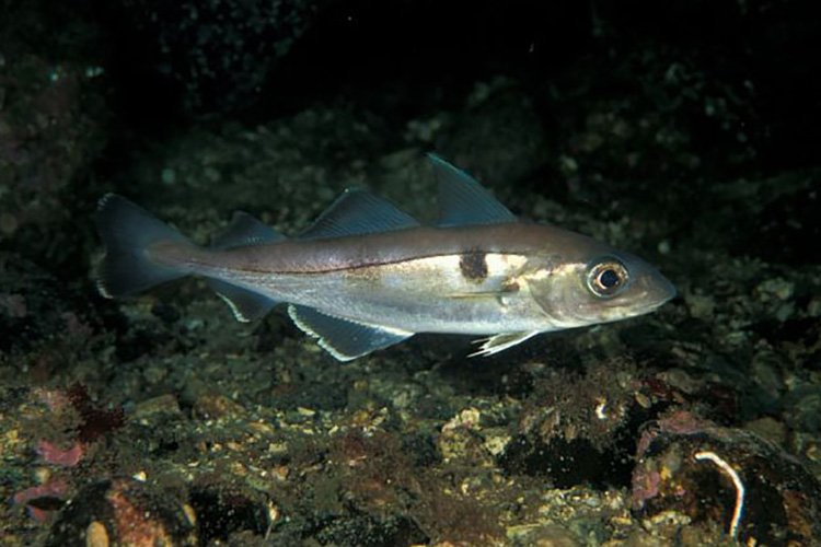 Melanogrammus aeglefinus, Haddock. Source: NOAA Fisheries.
