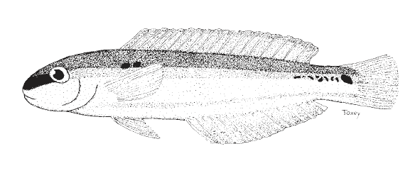 Halichoeres bathyphilus, Greenband Wrasse. Source: FAO 2002.