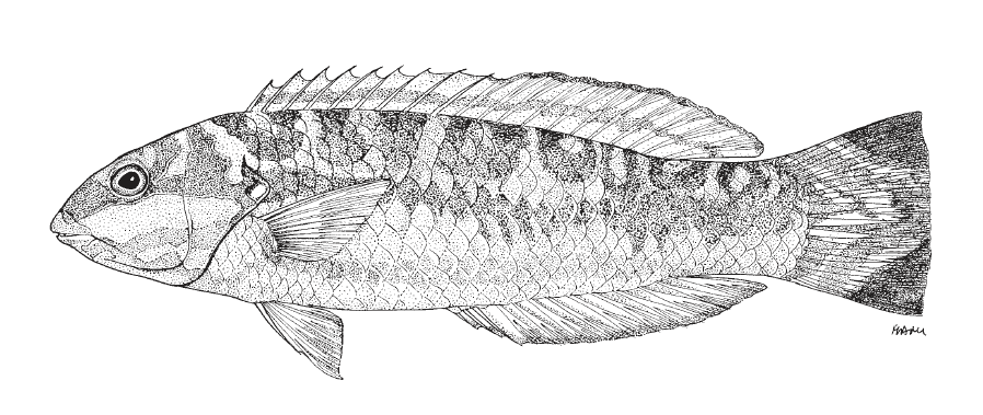 Halichoeres bivittatus, Slippery Dick. Source: FAO 2002.