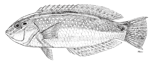 Halichoeres caudalis, Painted Wrasse. Source: FAO 2002.