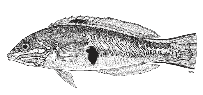 Halichoeres maculipinna, Clown Wrasse. Source: FAO 2002