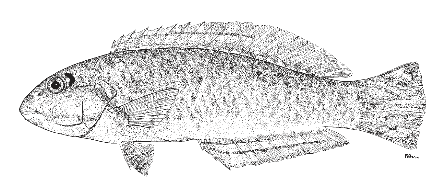 Halichoeres poeyi, Blackear Wrasse. Source: FAO 2002.