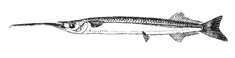 Hyporhamphus roberti, Slender Halfbeak. Source: FAO 2002.