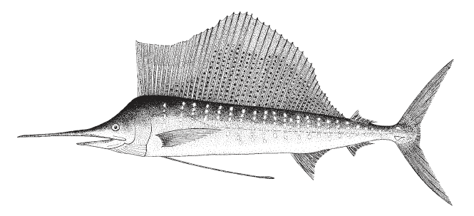 Istiophorus platypterus, Sailfish. Source: FAO 2002.
