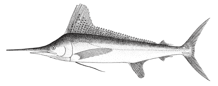 Kajikia albida, White Marlin. Source: FAO 2002.