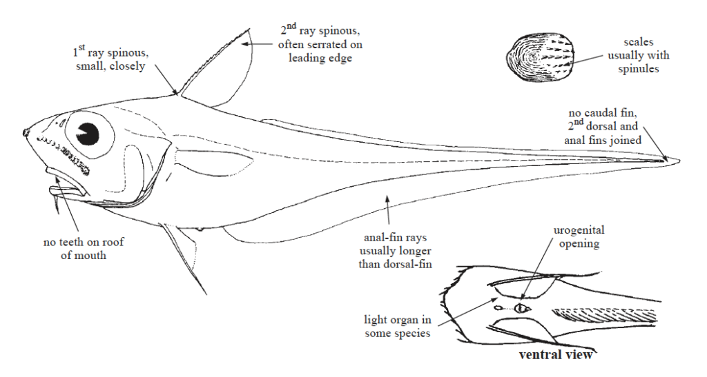 Macrouridae, Grenadiers. Source: FAO 2002.