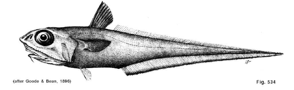 Macrourus berglax, Roughhead Grenadier_2. Source: FAO 1990.