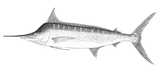 Makaira nigricans, Blue Marlin. Source: FAO 2002.