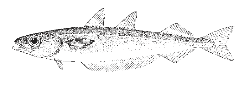 Micromesistius poutassou, Blue Whiting. Source: FAO 2002.
