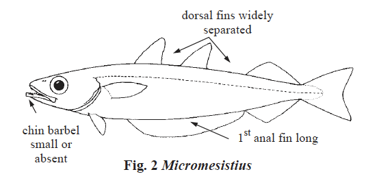 Micromesistius poutassou, Blue Whiting. Source: FAO 2002.