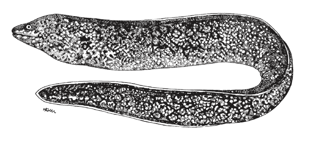 Muraena retifera, Reticulate Moray. Source: FAO 2002.