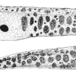 Muraena robusta, Stout Moray. Source: FAO 2002.