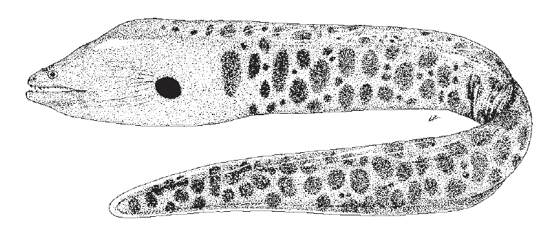 Muraena robusta, Stout Moray. Source: FAO 2002.