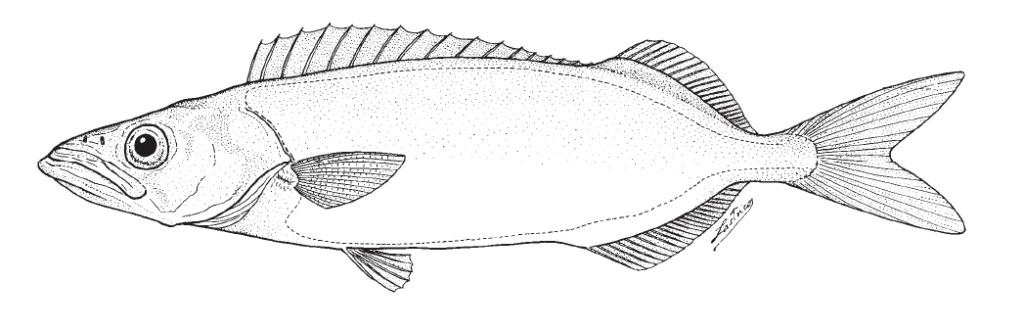 Neoepinnula americana, American Sackfish. SOurce: FAO 2002.