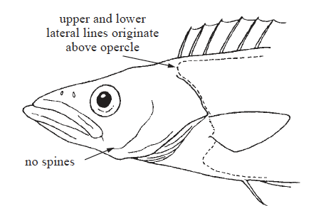 Neoepinnula americana, American Sackfish. SOurce: FAO 2002.