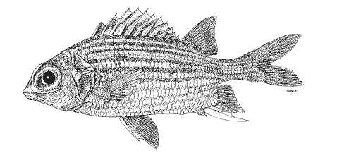 Neoniphon vexillarium, Dusky Squirrelfish. Source: FAO 2002.