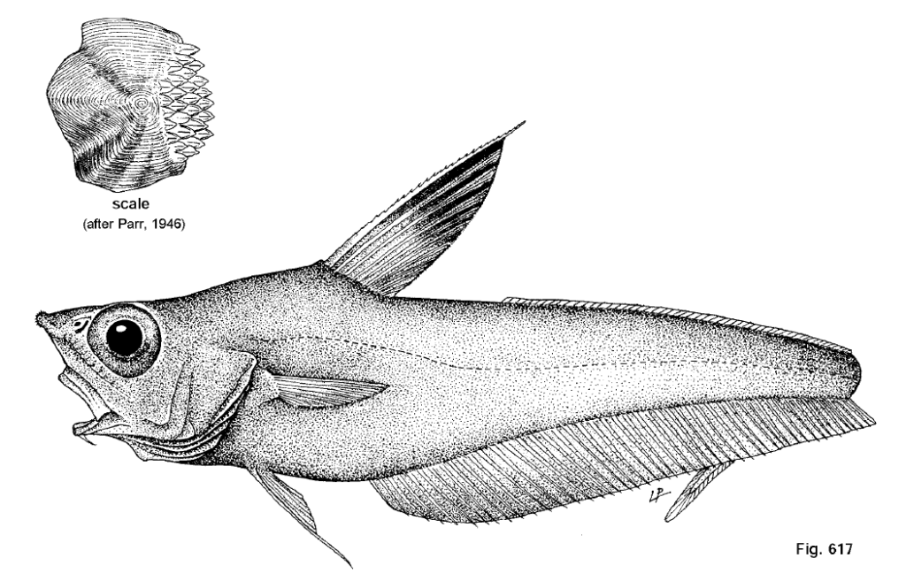Nezumia aequalis, Common Atlantic Grenadier. Souce: FAO 1990.