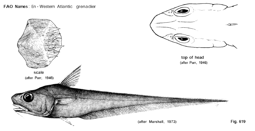Nezumia atlantica, West Atlantic Grenadier. Source: FAO 1990