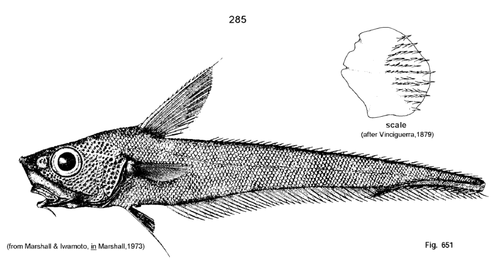 Nezumia sclerorhynchus, Bluntsnout Grenadier_1. Soure: FAO 1990.
