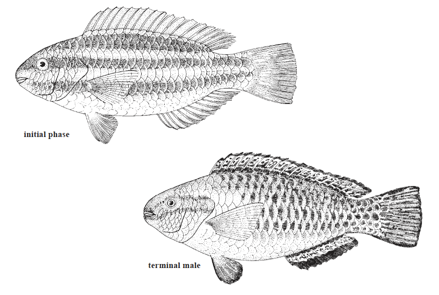 Scarus iseri, Striped Parrotfish. Source: FAO 2002.
