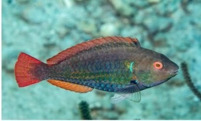 Sparisoma atomarium, Greenblotch Parrotfish. Source: https://doi.org/10.5281/zenodo.16891444.