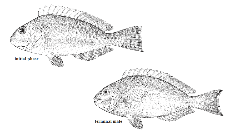 Sparisoma aurofrenatum, Redband Parrotfish. Source FAO 2002.