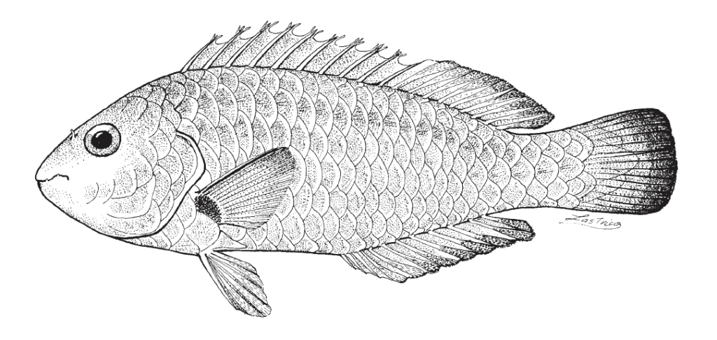 Sparisoma radians, Bucktooth Parrotfish. Source: FAO 2002.