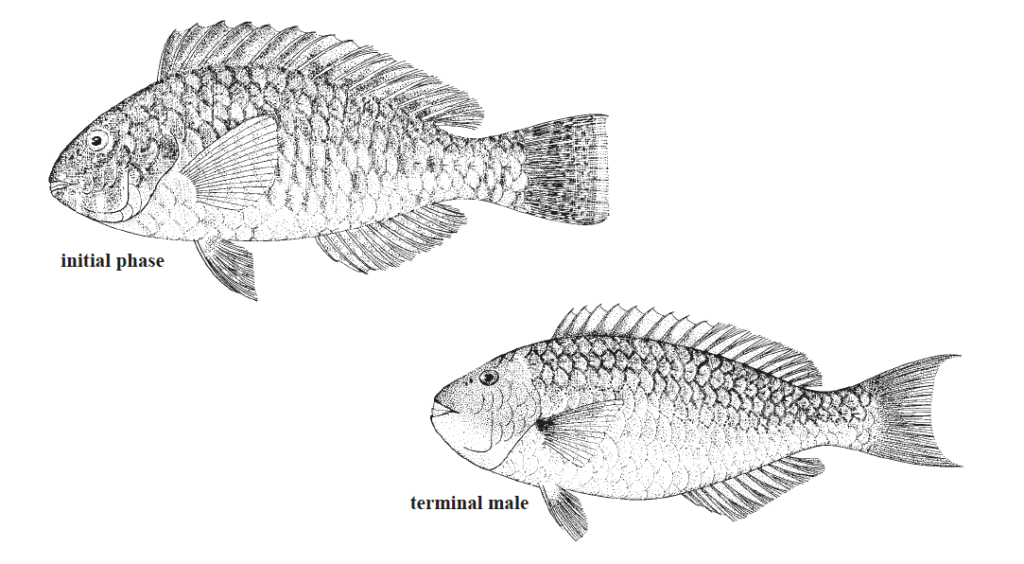Sparisoma rubripinne, Yellowtail Parrotfish. Source: FAO 2002.