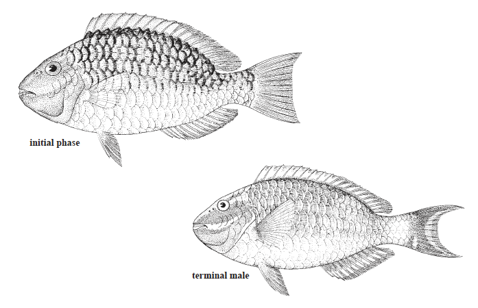 Sparisoma viride, Stoplight Parrotfish. Source: FAO 2002.