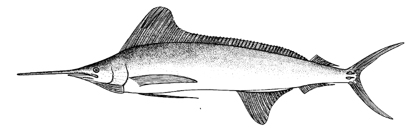 Tetrapturus georgii, Roundscale Spearfish. Source: FAO 1985