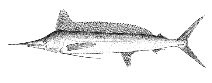 Tetrapturus pfluegeri, Longbill Spearfish. Source: FAO 2002