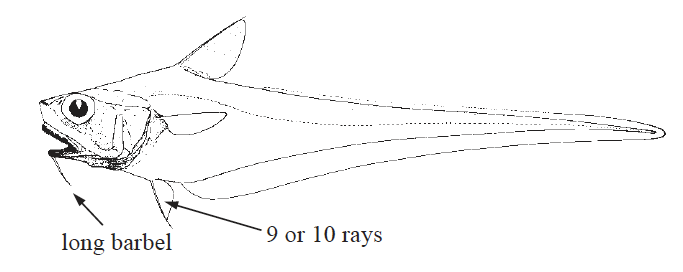 Ventrifossa macropogon, Longbeard Grenadier_1. Source: FAO 2002.