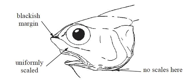 Ventrifossa macropogon, Longbeard Grenadier_2. Source: FAO 2002.