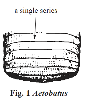 Aetobatus spp. Source: FAO 2002.