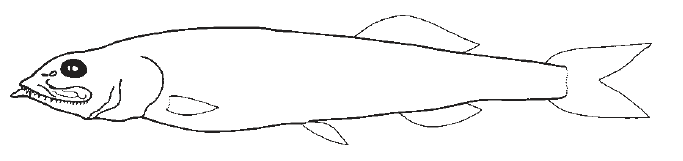 Bajacalifornia megalops, Bigeye Smoothhead. Source: FAO 2002.
