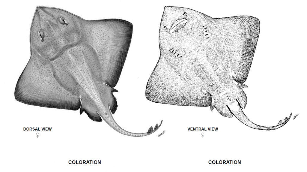 Bathyraja richardsoni, WIde-eye Skate_2. Soure FAO 2013.