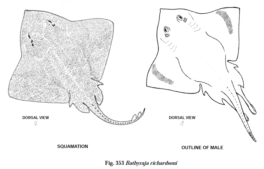 Bathyraja richardsoni, WIde-eye Skate_3. Soure FAO 2013.