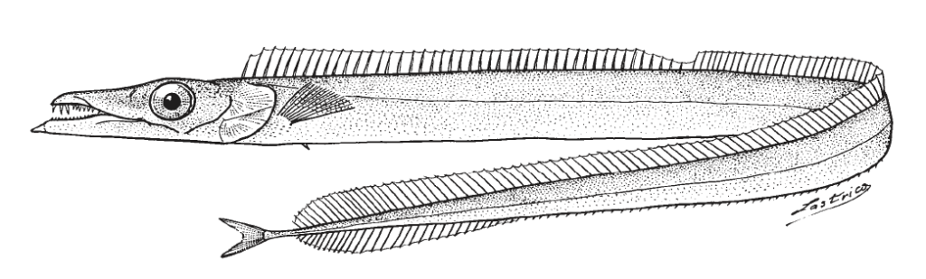 Benthodesmus simonyi, North Atlantic Frostfish. Source: FAO 2002.